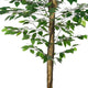 Carla Artificial Ficus Tree with PEVA Leaves | Black Pot | Lifelike 71"