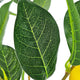 Bonny Artificial Lemon Tree with Lifelike Lemon | Black Pot | Lifelike 32"
