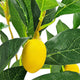 Bonny Artificial Lemon Tree with Lifelike Lemon | Black Pot | Lifelike 32"