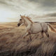 Tiya Wall Art Painting | Wild Horse Galloping Glass Print | Golden 36x48