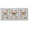 Josie Butterfly Wall Art Set | Antique Script Accents | Acrylic Fronts 20x28