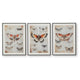 Josie Butterfly Wall Art Set | Antique Script Accents | Acrylic Fronts 20x28