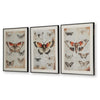 Josie Butterfly Wall Art Set | Antique Script Accents | Acrylic Fronts 20x28