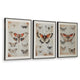 Josie Butterfly Wall Art Set | Antique Script Accents | Acrylic Fronts 20x28