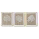 Henny Wall Art | Set of 3 | White Coral Motifs | Brown Glass-Front Frame 20x24
