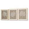Henny Wall Art | Set of 3 | White Coral Motifs | Brown Glass-Front Frame 20x24