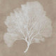 Henny Wall Art | Set of 3 | White Coral Motifs | Brown Glass-Front Frame 20x24