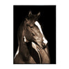 Yete Framed Wall Art | Horse Photography Print on Glass | Brown 32x48