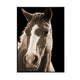 Yete Wall Art Print | Close Up Horse Photograph on Glass | Black Frame 32x48