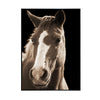 Yete Wall Art Print | Close Up Horse Photograph on Glass | Black Frame 32x48