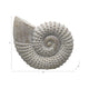 12" Decorative Seashell Figurine | Spiral Textured | Distressed White
