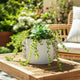 Decorative Flower Planter with Arch Looped Handles | White Cement