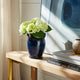 Urn Vase w Ear Handles | Ribbed Texture | Navy Blue Terracotta 7"