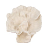 Coastal Inspired Coral Fan Accent Decor | 12" Textured Ivory Resin