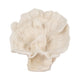 Coastal Inspired Coral Fan Accent Decor | 12" Textured Ivory Resin