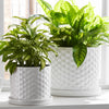 Decorative Planter Set of 2 with Saucers | Bubble Patterned White Ceramic