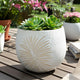 Minimalist Pampas Round Planter | Embossed Palm Frond | Ivory White Cement