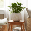 Minimalist Pampas Round Planter | Embossed Palm Frond | Ivory White Cement