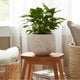 Minimalist Pampas Round Planter | Embossed Palm Frond | Ivory White Cement
