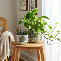 Green, White