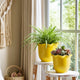 Ceramic Planter Set of 2 | Floral Wavy Rim & Ribbed Texture | Bright Yellow