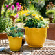 Ceramic Planter Set of 2 | Floral Wavy Rim & Ribbed Texture | Bright Yellow