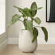 Uttermost Rustic Ridge Off-White Outdoor Planter