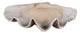 Clam - 22.88 inch Shell Bowl - 22.88 inches wide by 13.38 inches deep