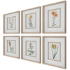 Uttermost Classic Botanicals Framed Prints Set/6 By Casagear Home UT-32284