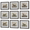 Uttermost Equine Dynasty Framed Prints Set/9 UT-32343