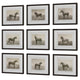 Uttermost Equine Dynasty Framed Prints Set/9 UT-32343