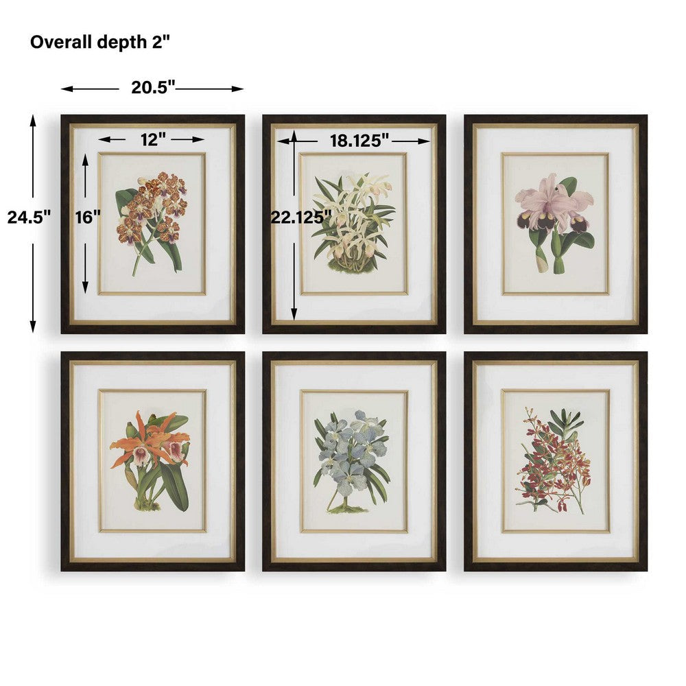 Uttermost Orchid Botanical Framed Prints Set/6