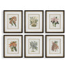 Uttermost Orchid Botanical Framed Prints Set/6 UT-32447