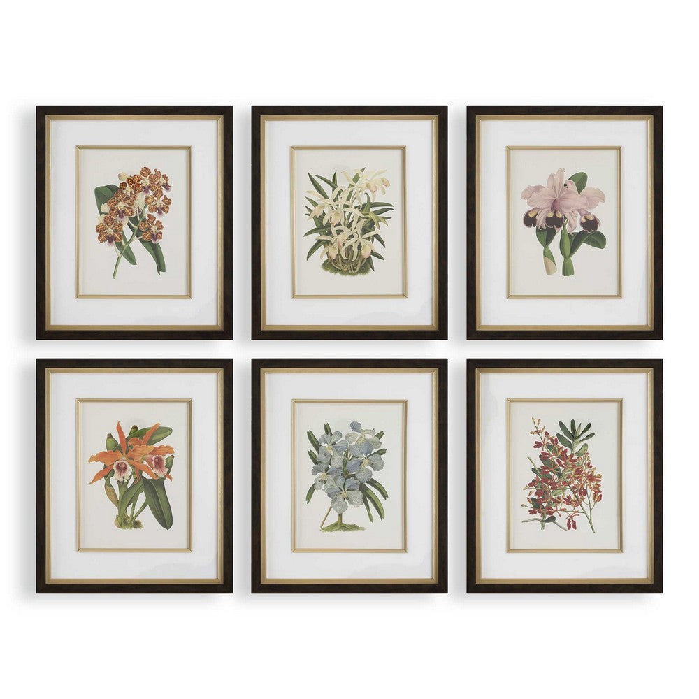 Uttermost Orchid Botanical Framed Prints Set/6 UT-32447