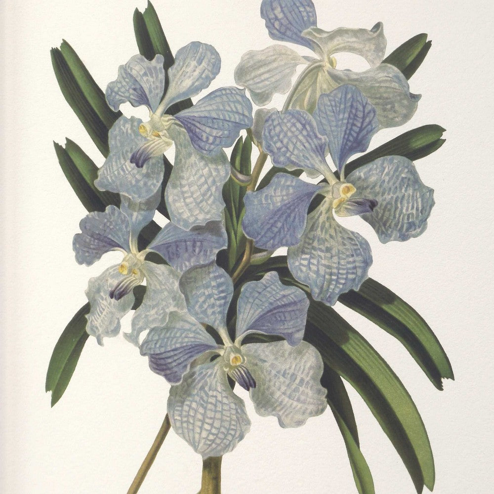 Uttermost Orchid Botanical Framed Prints Set/6 UT-32447