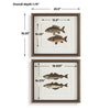 Uttermost The Catch Framed Fish Prints Set/2 UT-32448