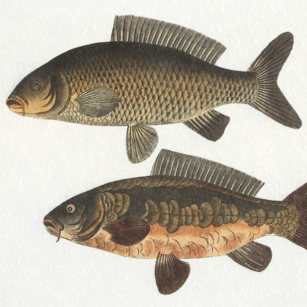 Uttermost The Catch Framed Fish Prints Set/2