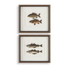 Uttermost The Catch Framed Fish Prints Set/2 UT-32448