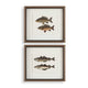 Uttermost The Catch Framed Fish Prints Set/2 UT-32448