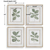 Uttermost Fiddle Head Leaf Botanical Prints Set/4
