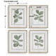 Uttermost Fiddle Head Leaf Botanical Prints Set/4