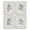 Uttermost Fiddle Head Leaf Botanical Prints Set/4 UT-32454