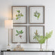 Uttermost Wildflower Study Framed Prints S/4 By Casagear Home UT-41461