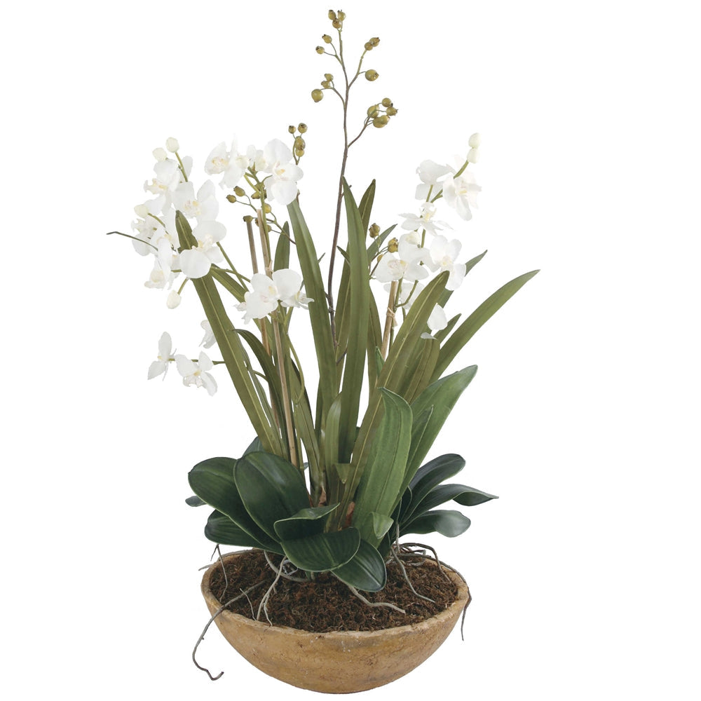 Moth Orchid Planter Floral Arrangement