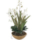 Moth Orchid Planter Floral Arrangement