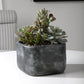 Uttermost Alverio Desert Garden Succulents By Casagear Home UT-60173