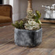 Uttermost Alverio Desert Garden Succulents By Casagear Home UT-60173