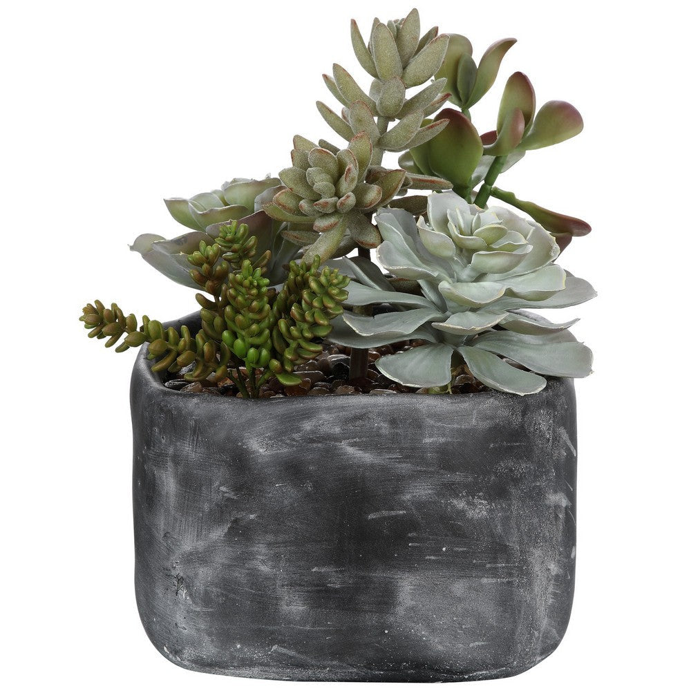 Alverio - 10 inch Desert Garden Succulents
