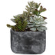 Alverio - 10 inch Desert Garden Succulents