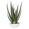 Evarado - 30 inch Aloe Planter